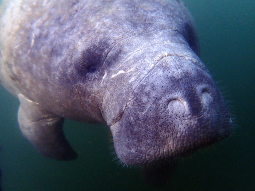 All aboard a manatee&nbsp;adventure